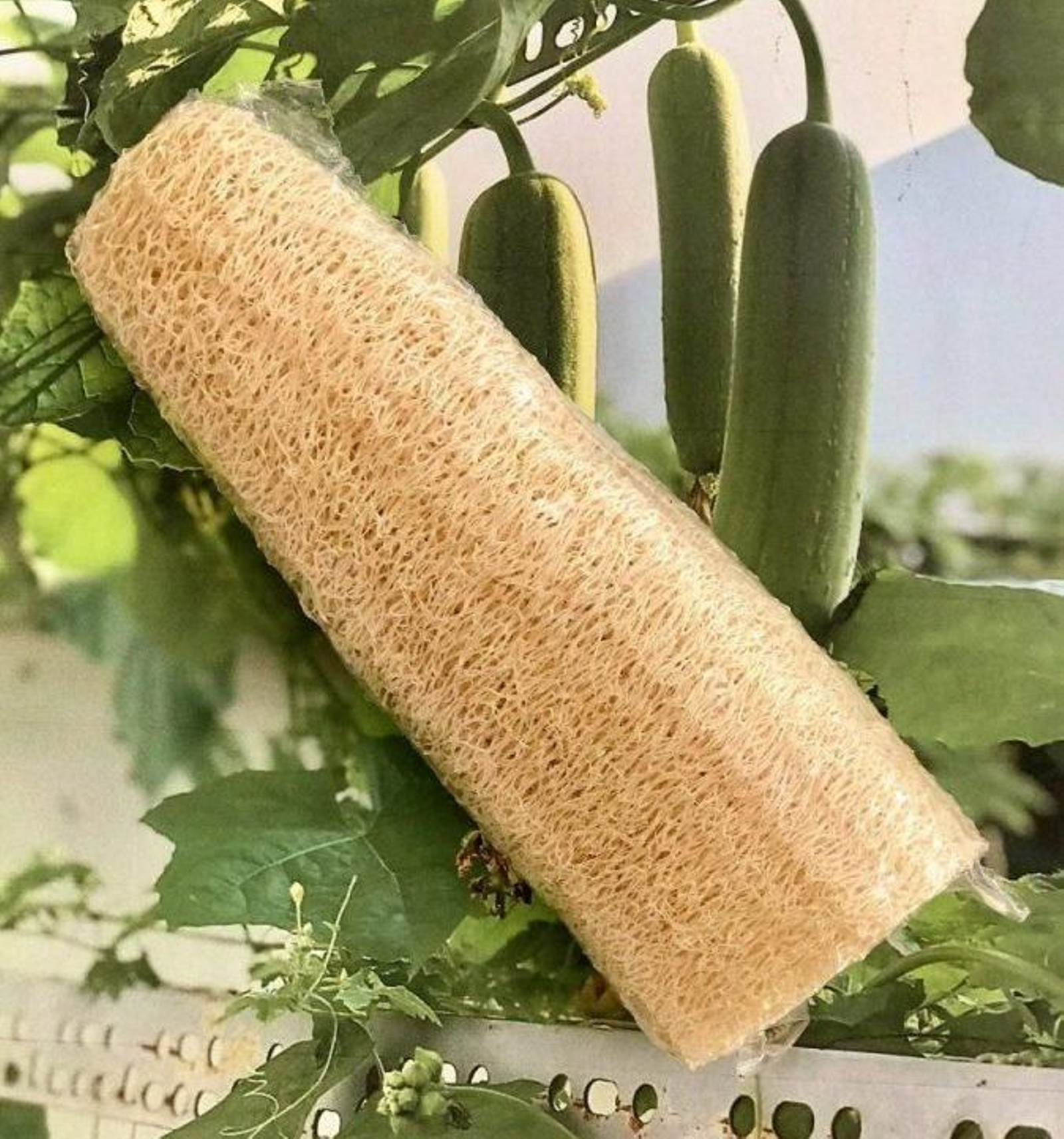 Ejemplo de esponja exfoliante de luffa.