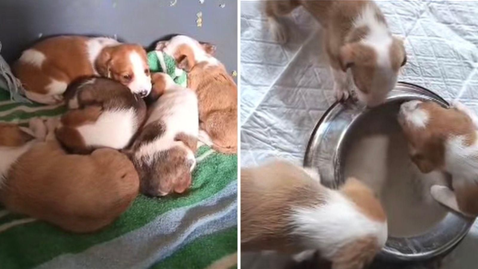 Las imágenes compartidas de los perros abandonados