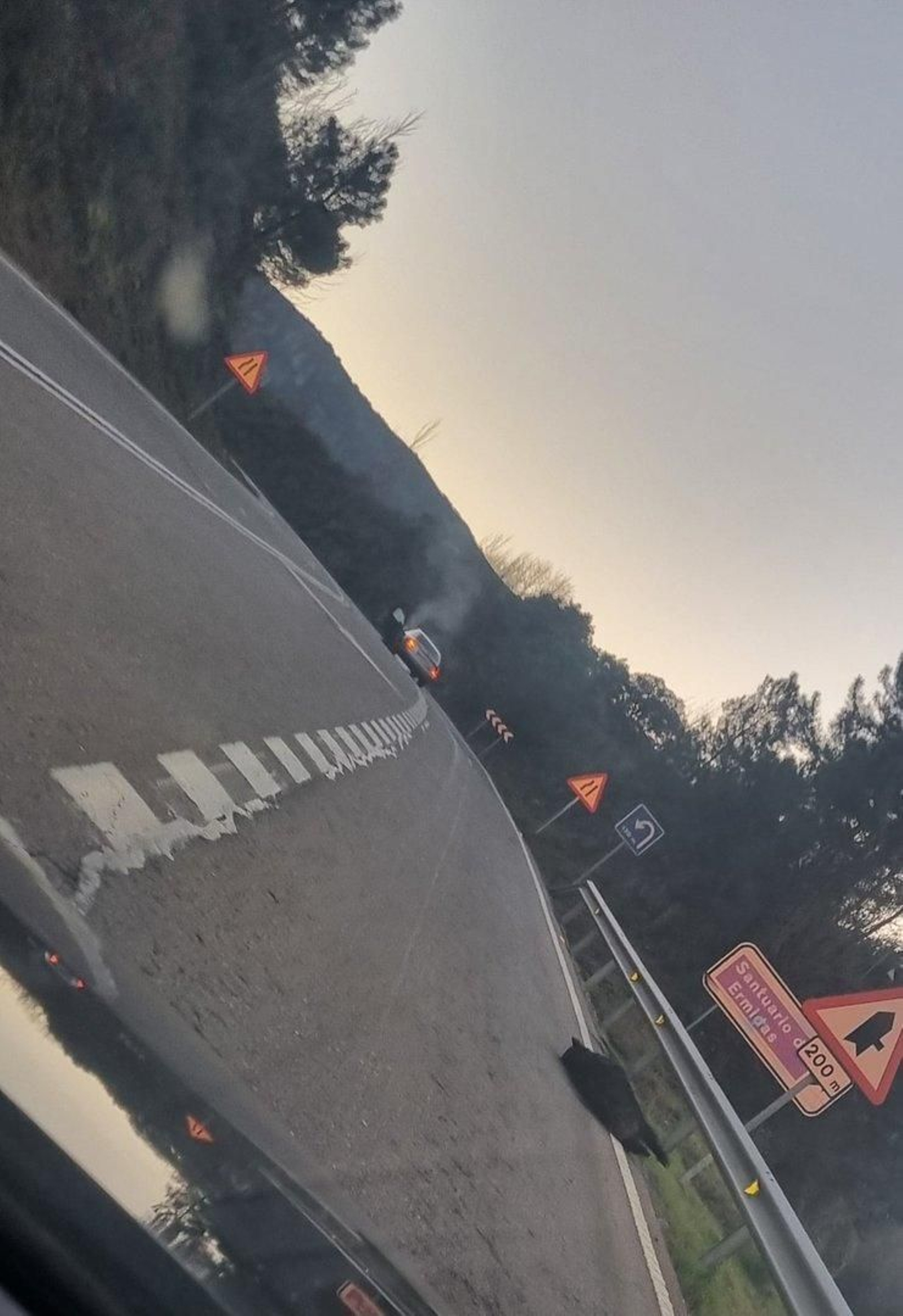 El jabalí muerto en la calzada tras el accidente. Foto: Protección Civil O Bolo