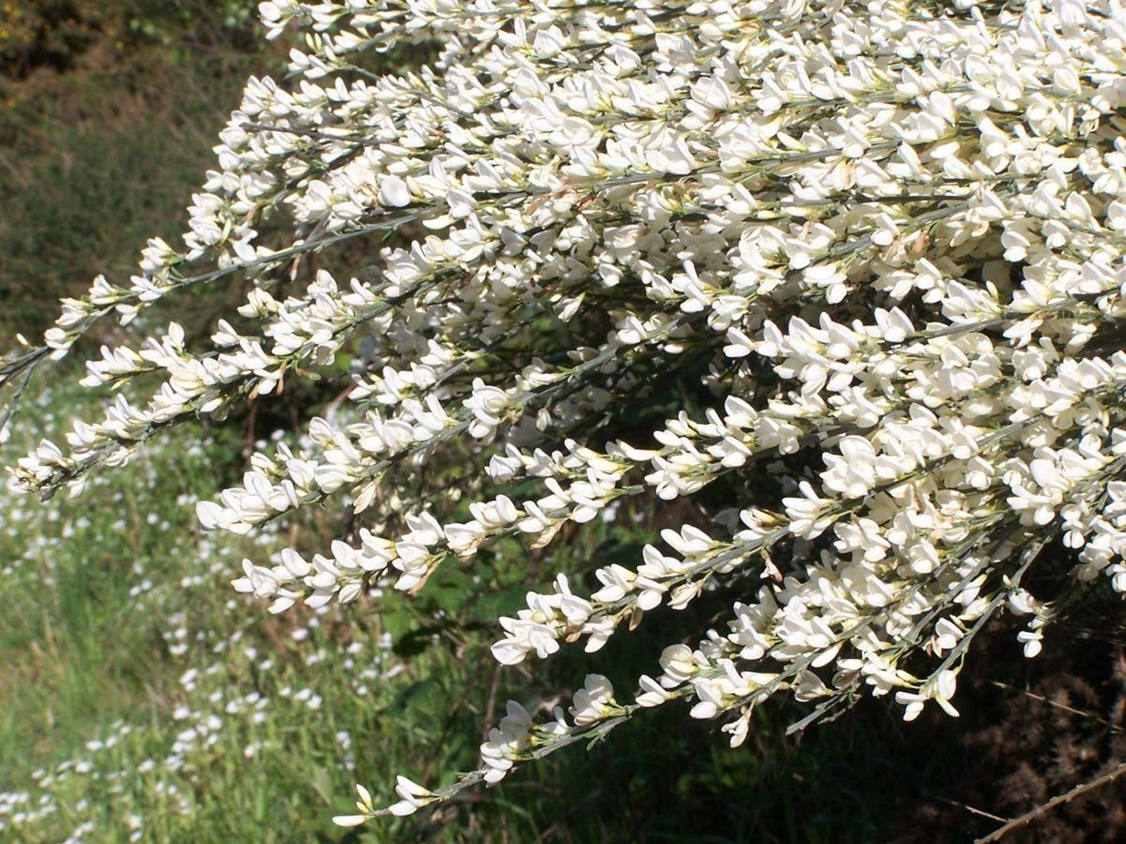 Xesta branca (Cytisus multiflorus).