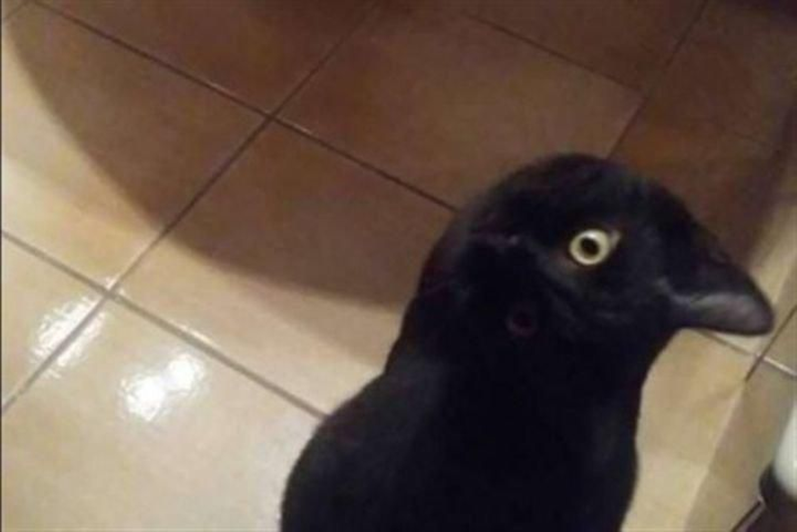 El "cuervo" que ha engañado a miles de personas.