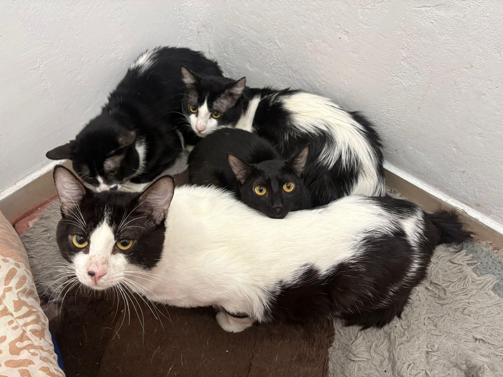 Algunos de los gatos que fueron desahuciados.