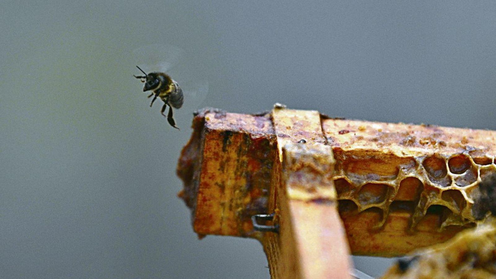 Unha abella no cadro de mel que Inés lles prepara para que se alimenten durante o inverno.