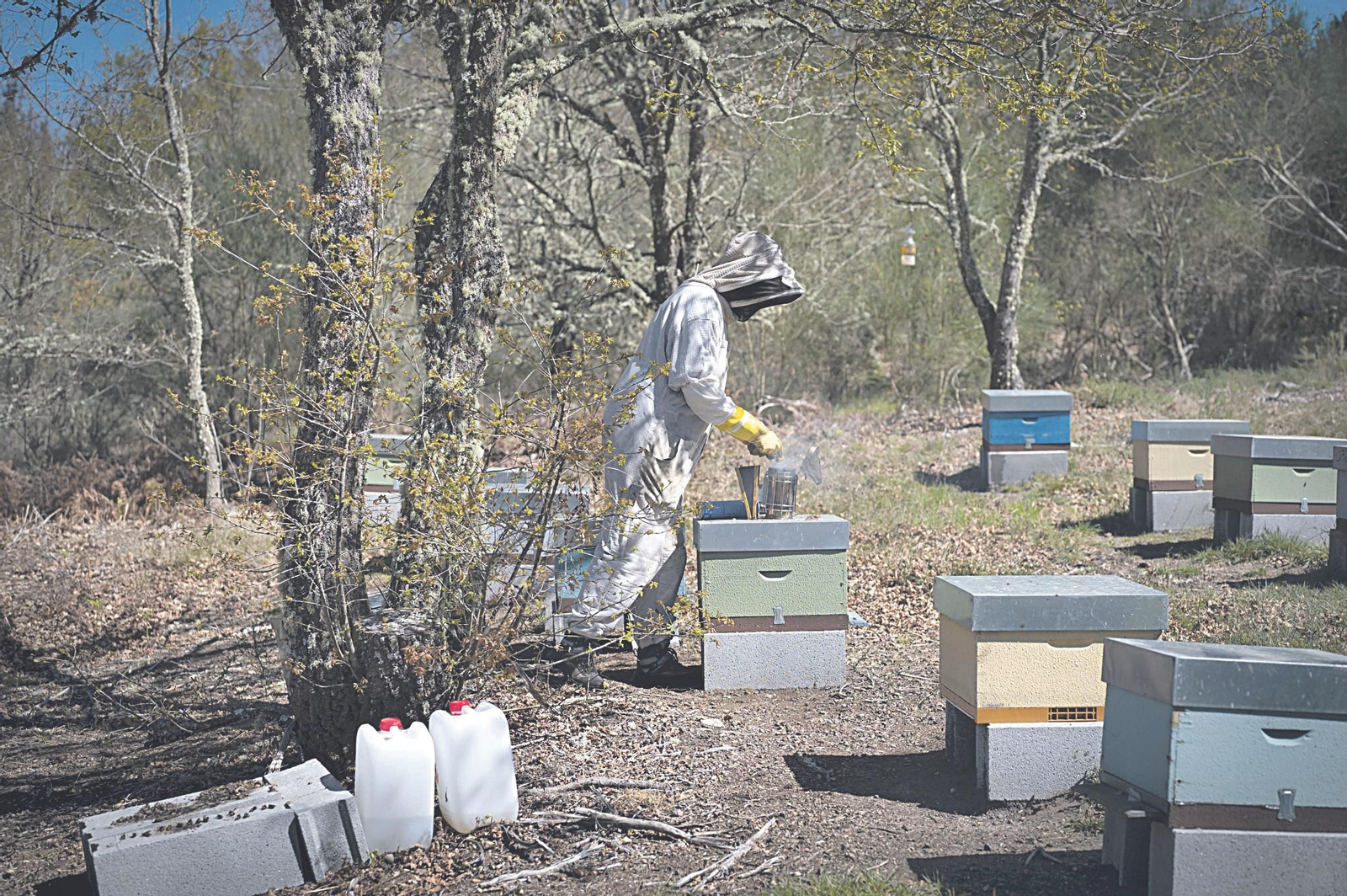 Colmenares de Sonia Fondevila en Porqueira.