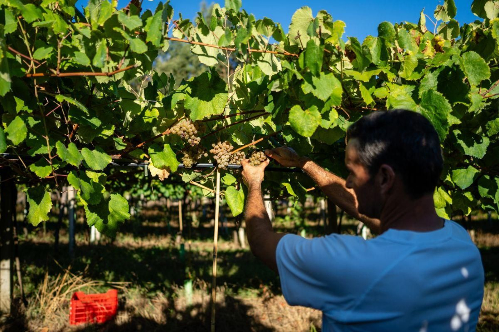 Las empresas tienen cada año más dificultades para encontrar personal para la vendimia, por la temporalidad del trabajo.