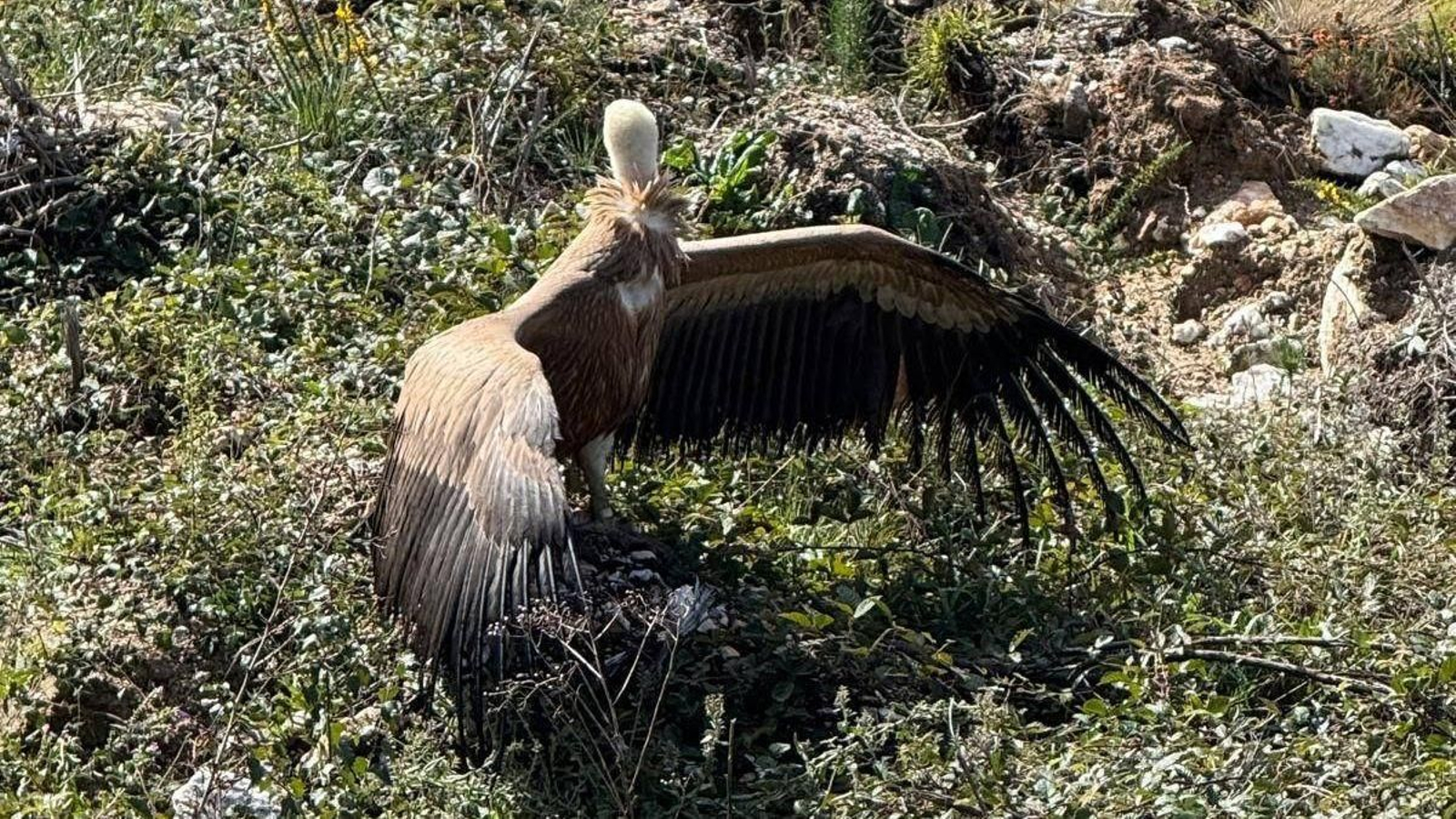 El buitre que recuperaron en Pereiro de Aguiar.