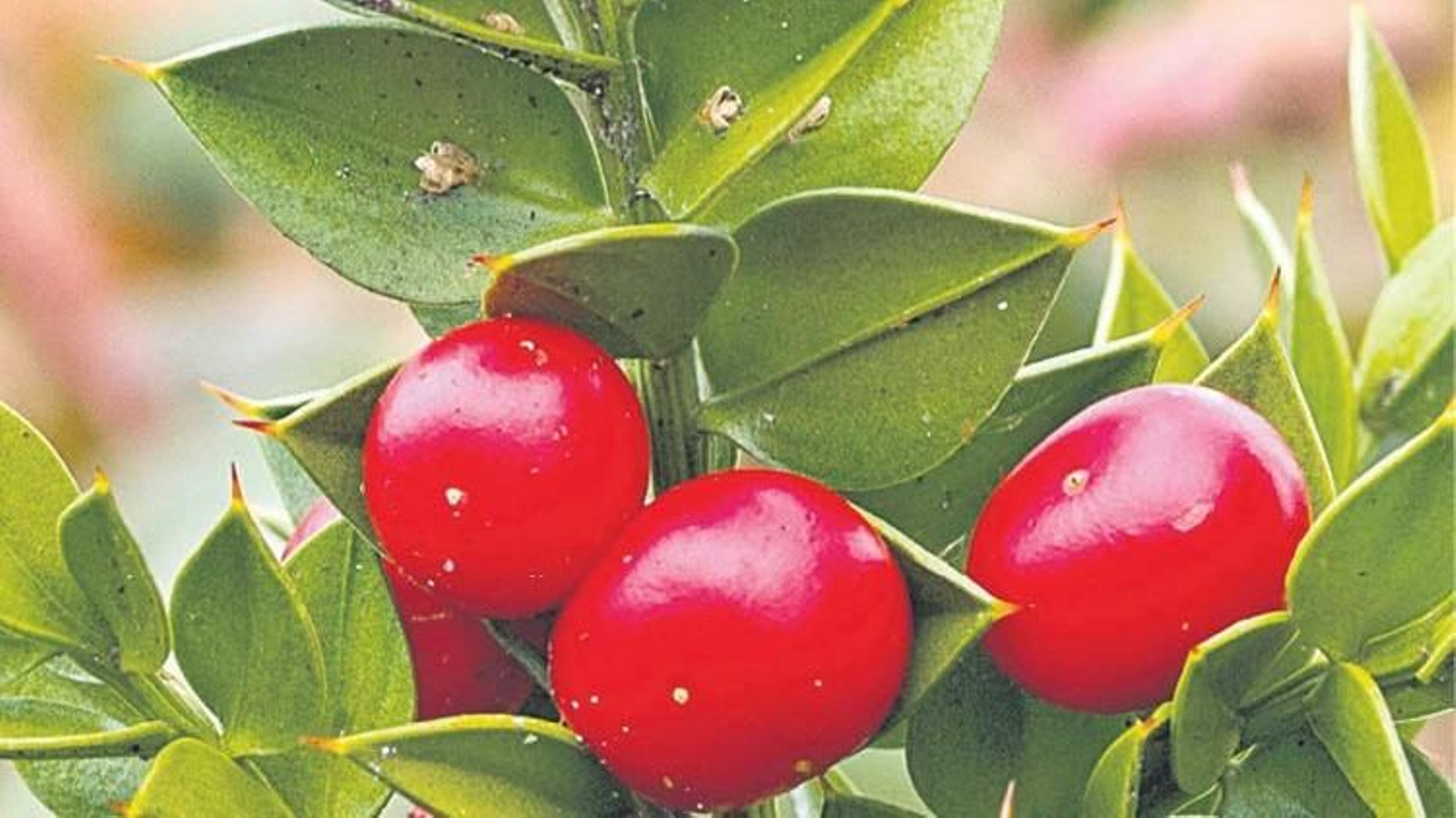 El Ruscus aculeatus, conocido comúnmente como rusco