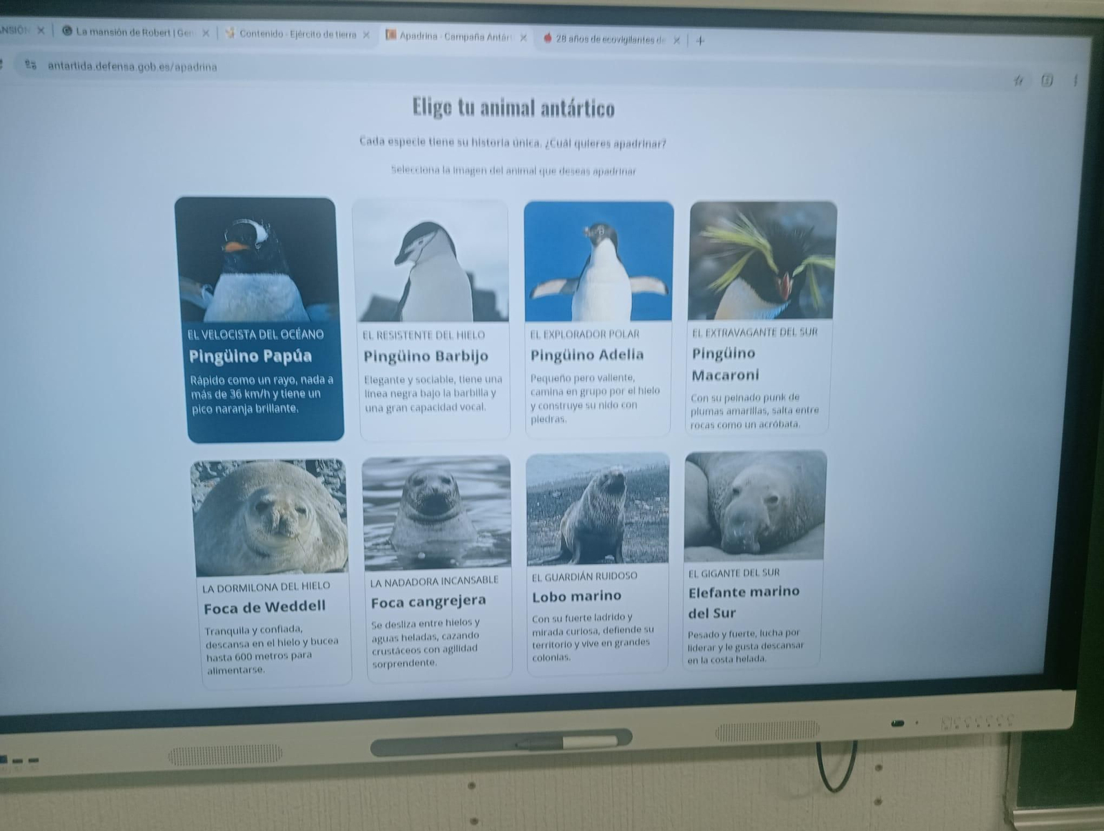 Los Ecovigilantes apadrinan pingüinos en la Antártida