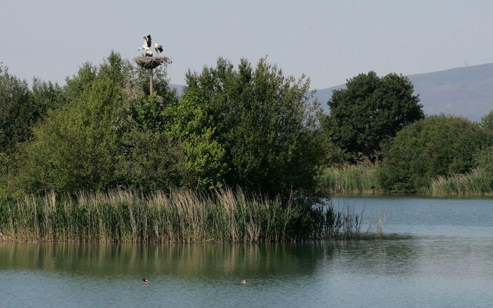 Aves na Lagoa // FOTO: LR