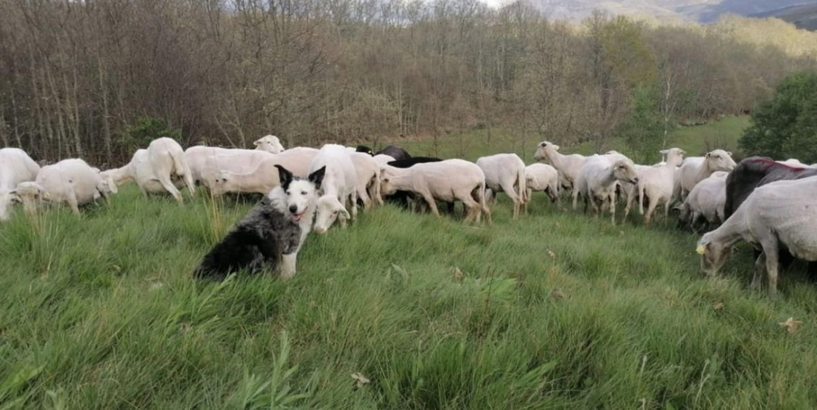 Parte de los animales de Granxa A Ciruxana.