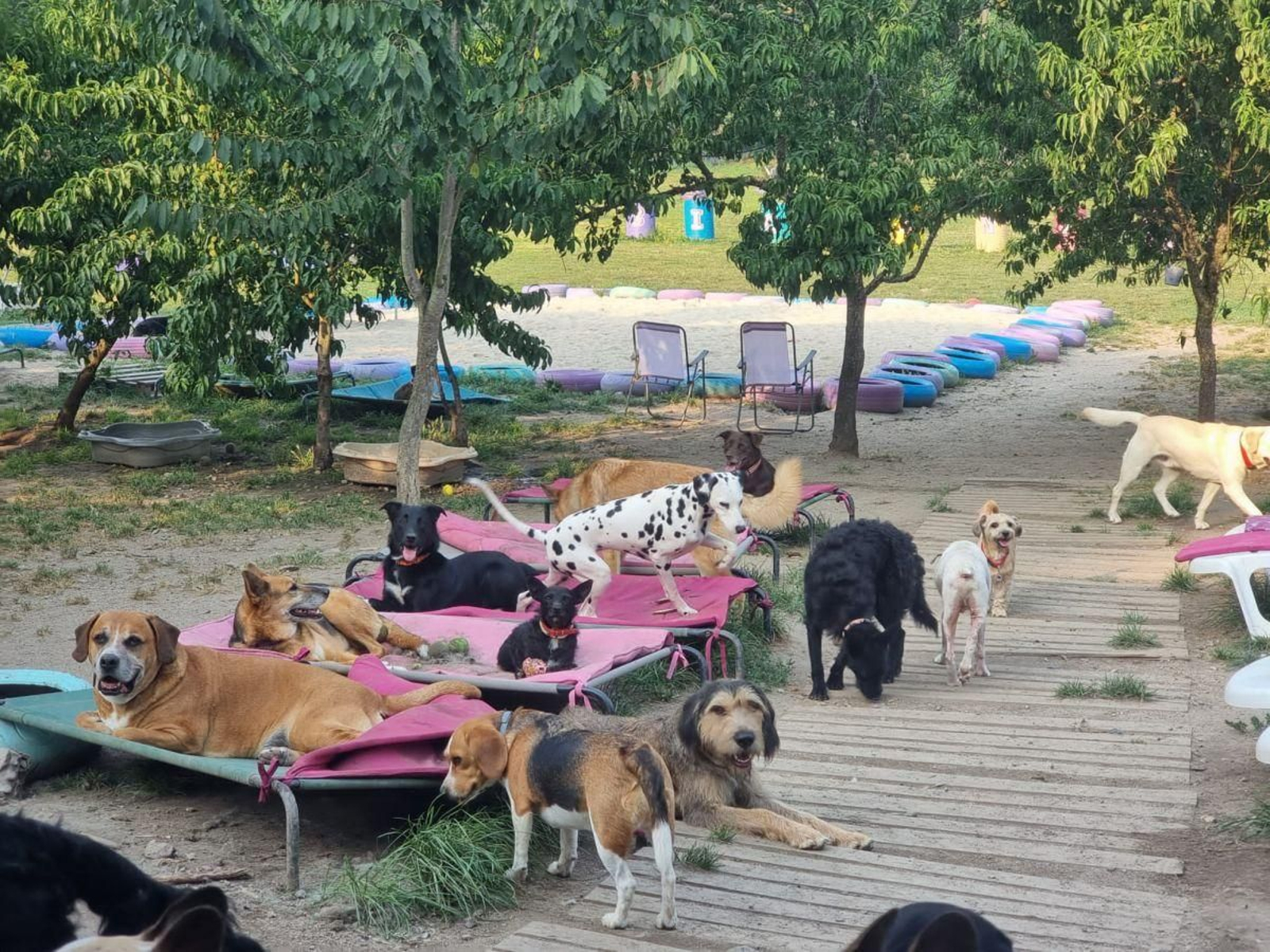 Una manada de canes, tumbados en las hamacas del Hotel Bichiños, en Coles.