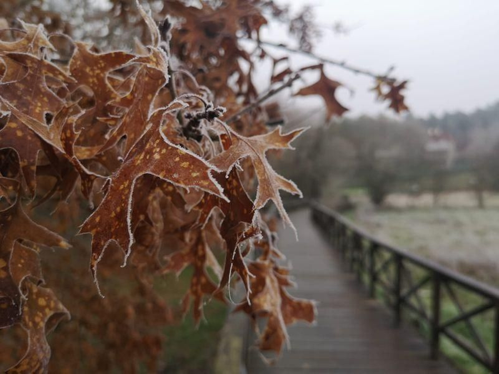 Jornada de frío en Carballiño // FOTO: MARTIÑO PINAL
