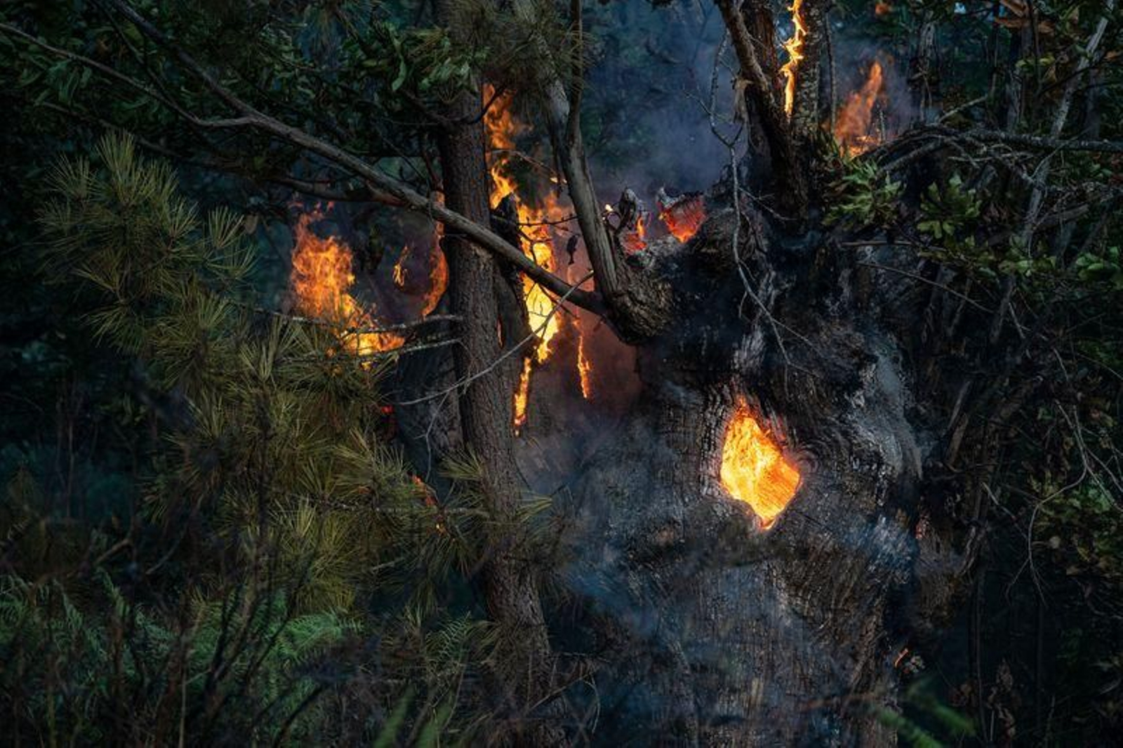 Las llamas calcinaron una superficie de 200 hectáreas // FOTO: Óscar Pinal