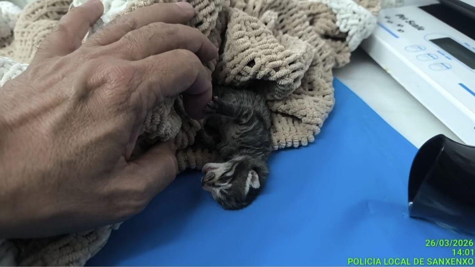 Una de las crías de gato encontradas.