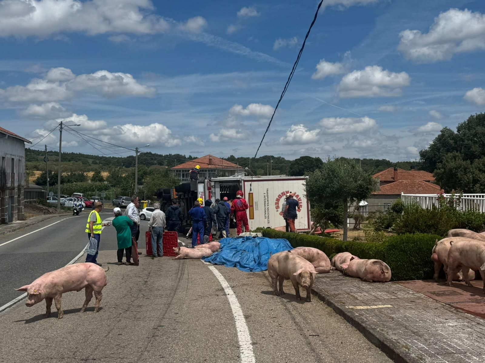 Galería | Decenas de cerdos terminan varados en una finca después de volcar el camión que los transportaba