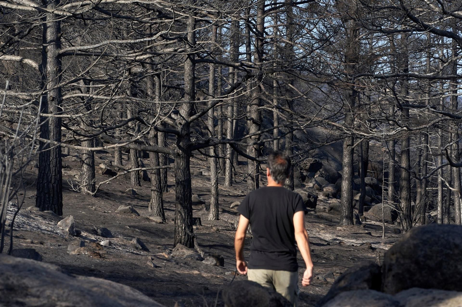 Un hombre se detiene en los pinares quemados en Palacios, Ávila.