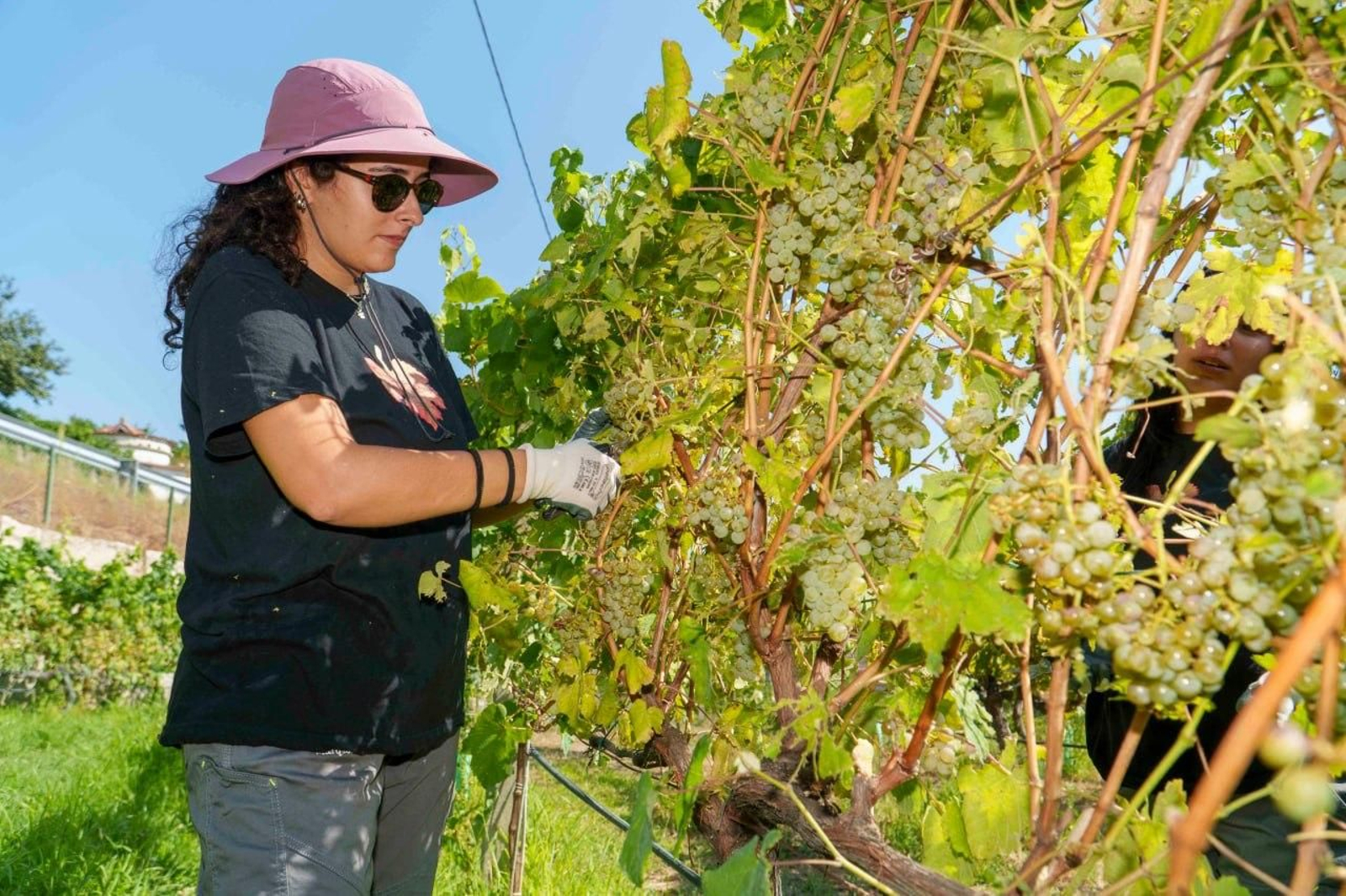 Galería | El calor adelanta la vendimia en las Rías Baixas