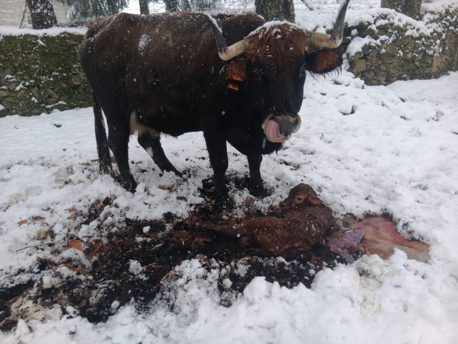 Un ternero nació en Viana do Bolo en mitad de la nevada por la borrasca Ingrid.