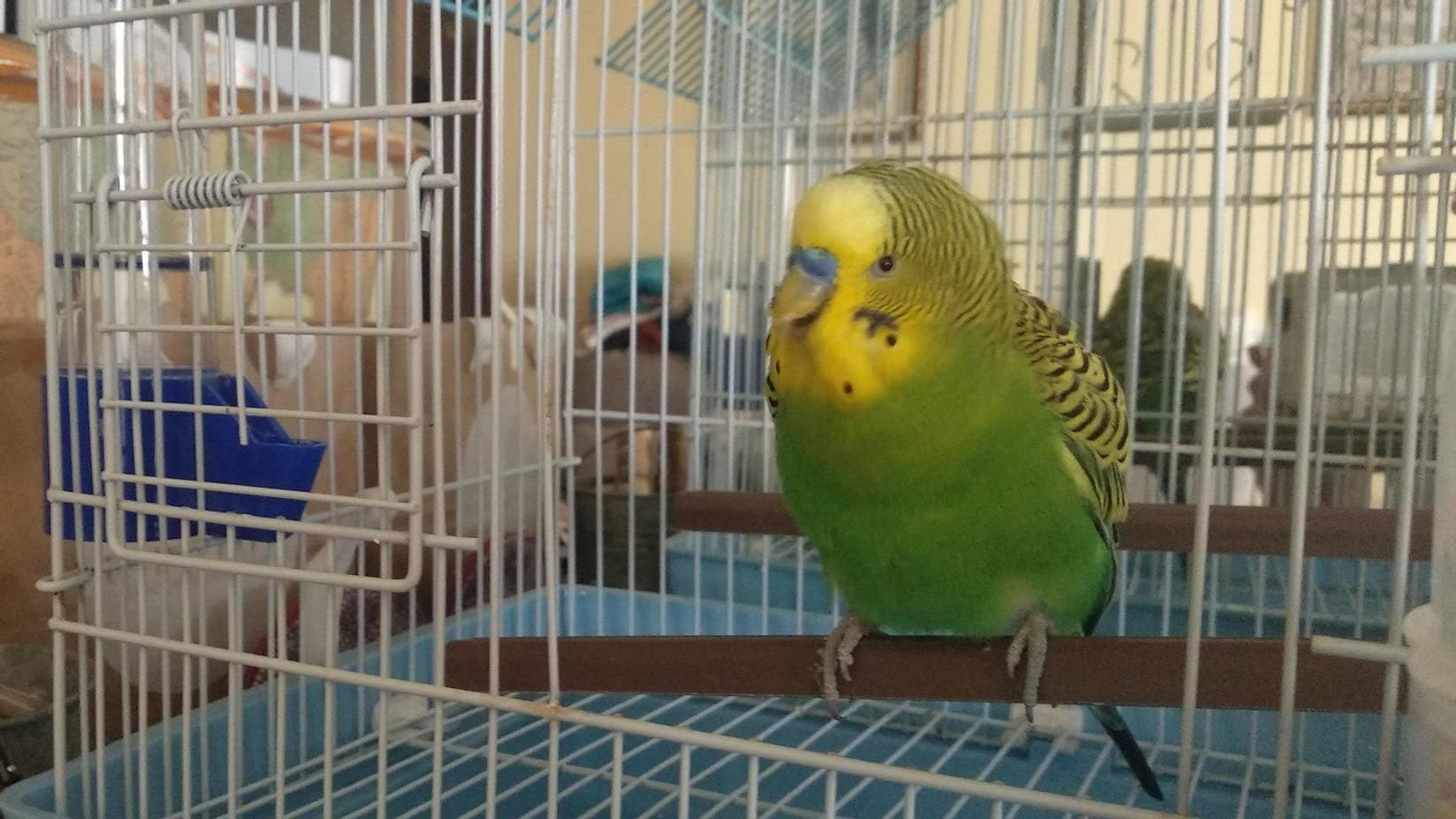 El periquito Pichín, de nuevo en su hogar