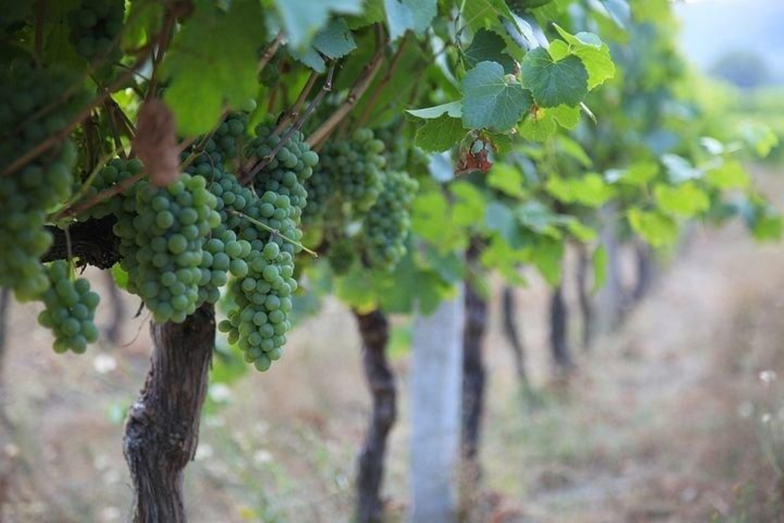 Foto de archivo de las viñas de la Denominación de Origen do Ribeiro.