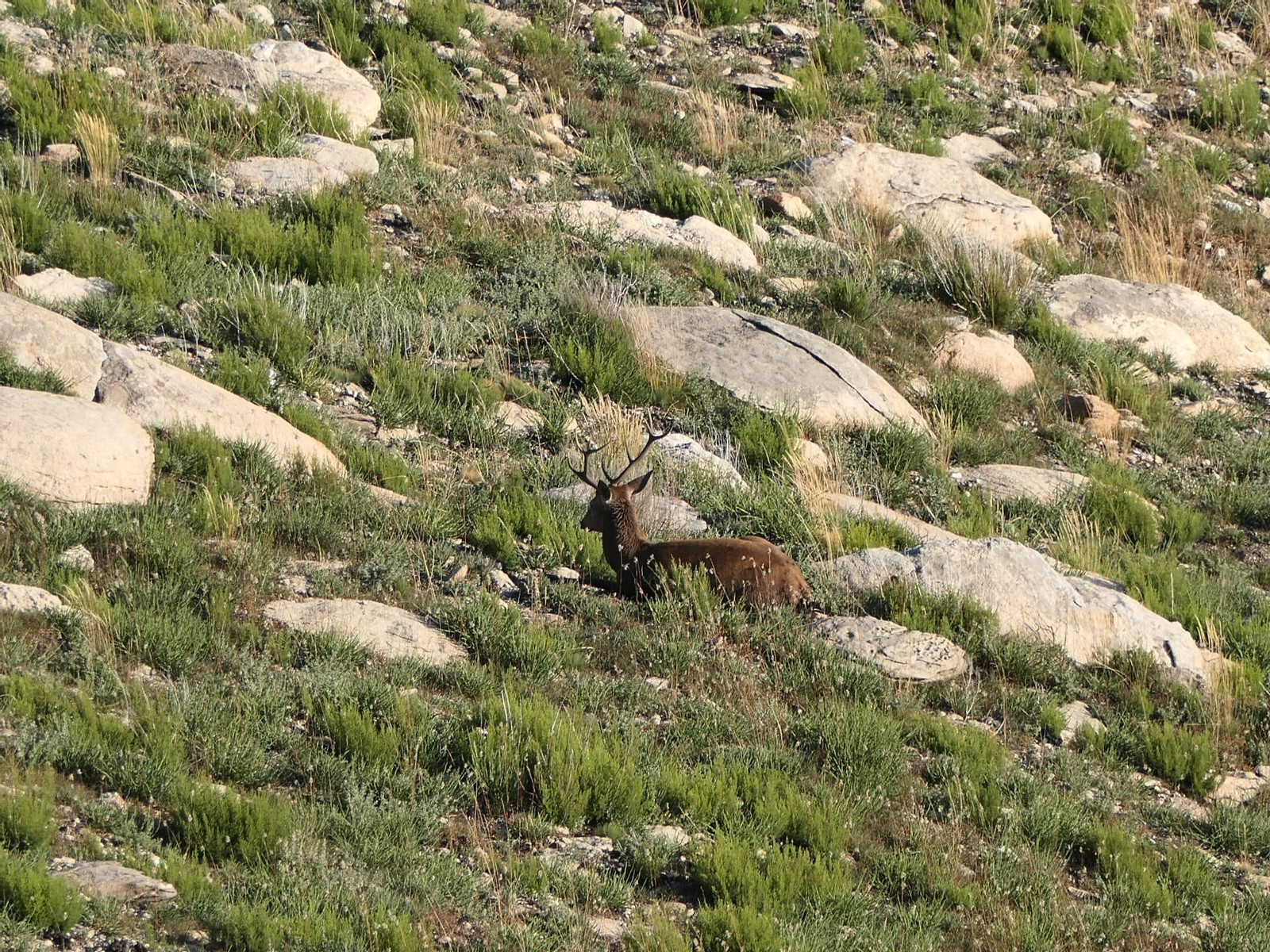 Galería | Así suena el otoño en Ourense: la berrea llena de sonidos las montañas