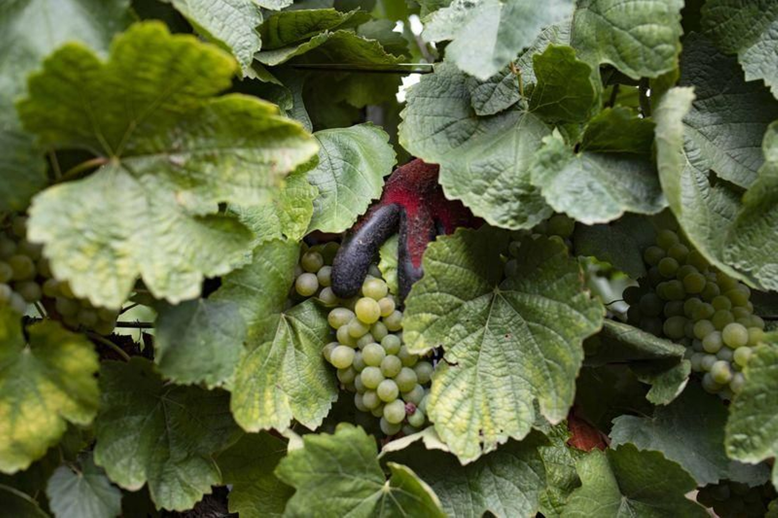 Vendimia en la bodega Pazos de Tapias, en Verín (XESÚS FARIÑAS)