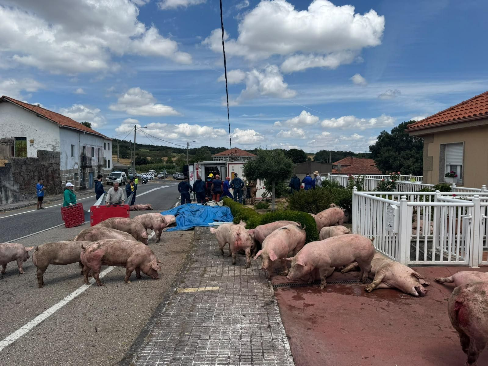 Galería | Decenas de cerdos terminan varados en una finca después de volcar el camión que los transportaba