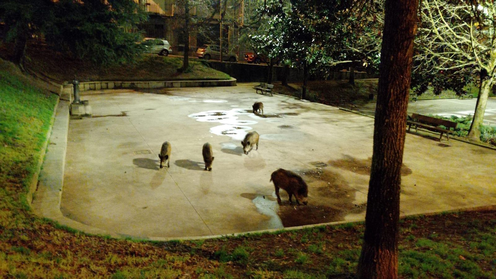 Los jabalíes, sobre una de las pistas del parque