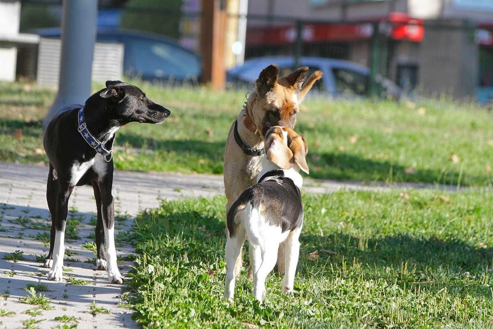 Los usuarios demandan dividir el espacio en diversas zonas según el tamaño de los perros. (Foto: Miguel Ángel)