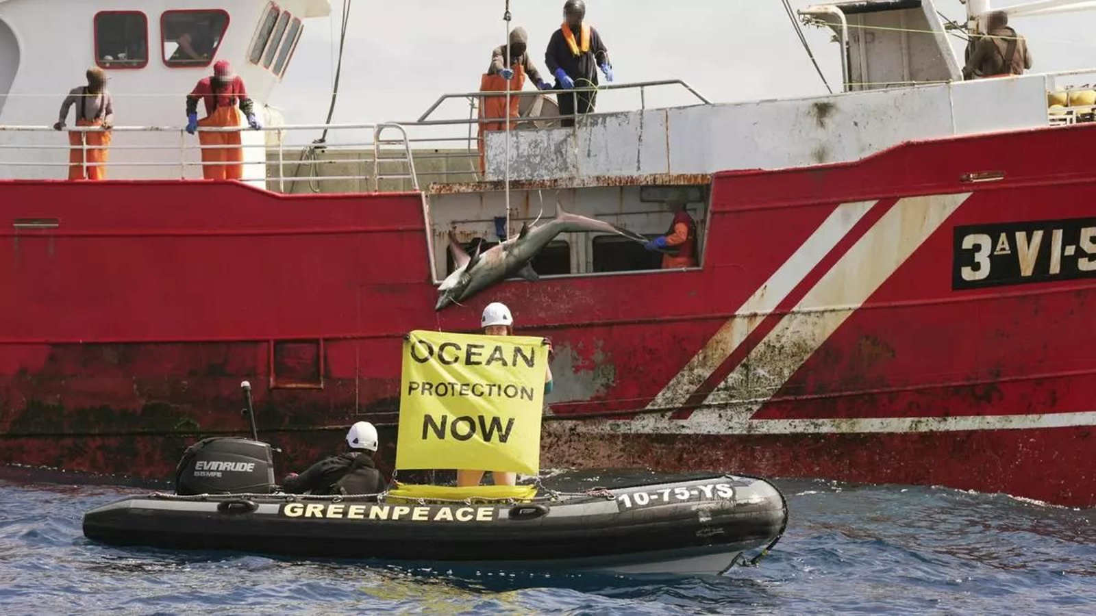 Un activista de Greenpeace muestra una pancarta mientras el buque 'Naboeiro' iza un ejemplar de tiburón zorro ojón.