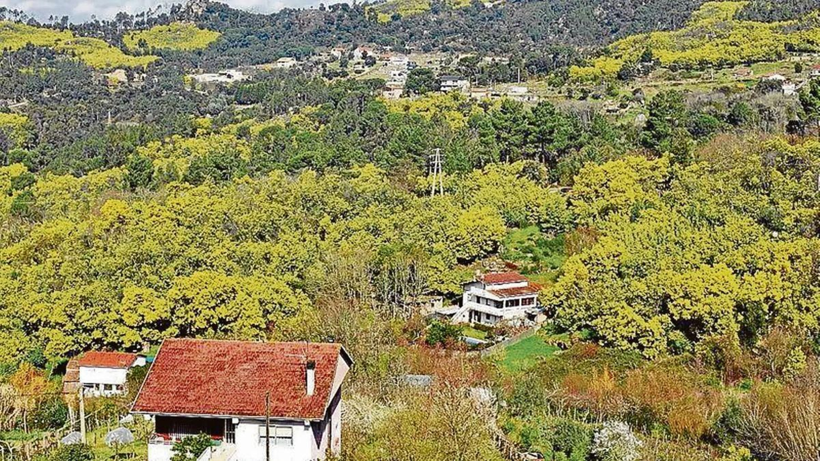 Una ladera de la provincia donde se puede ver la afectación por acacia, con sus flores de color amarillo.