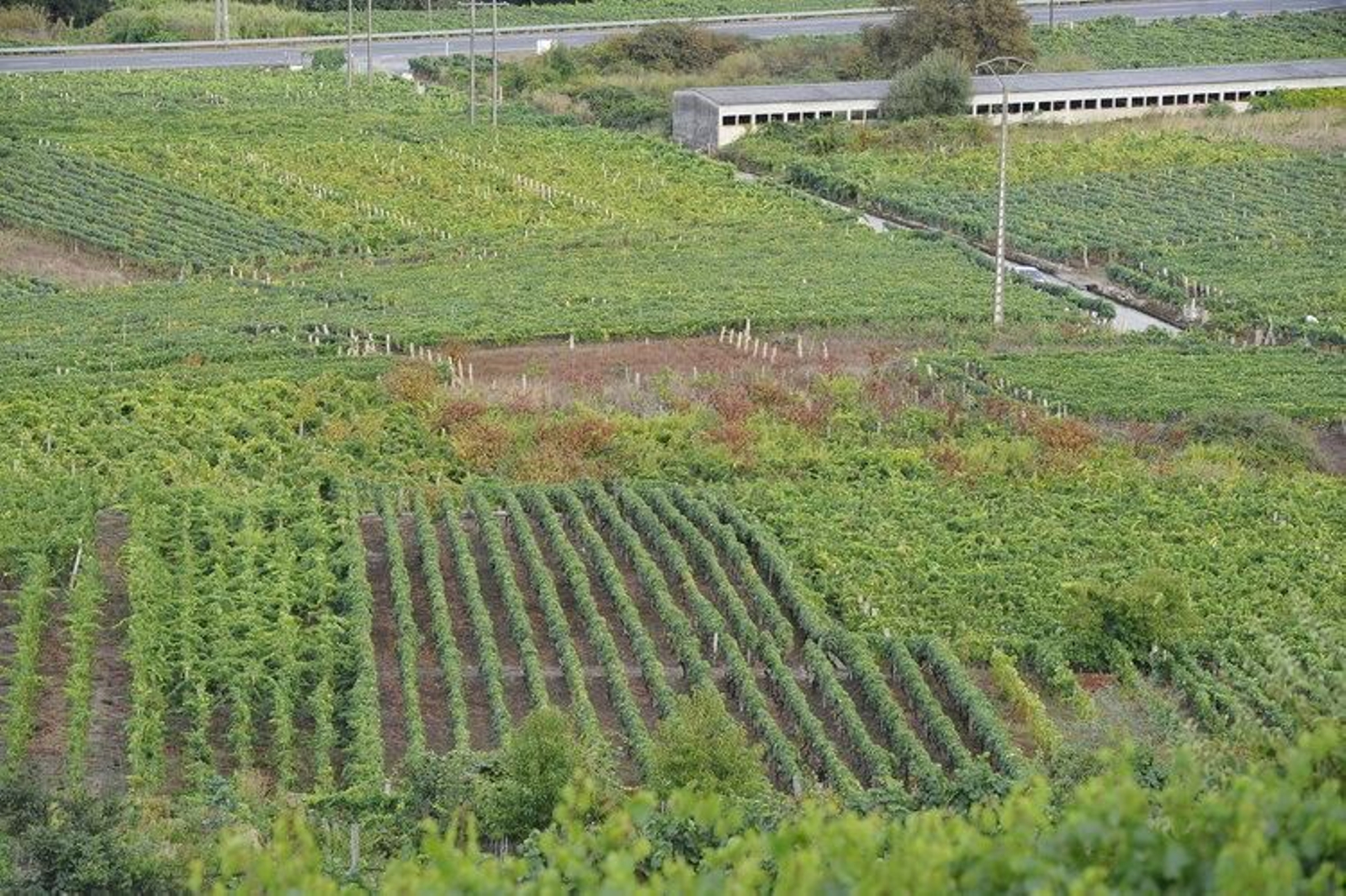 Imagen de archivo de terrenos con viñas.
