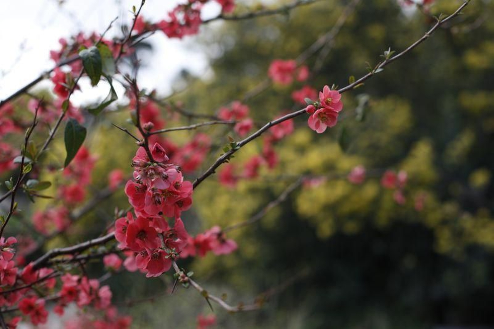 Ourense. 18/02/2020. Reportaje sobre el adelanto de la floración en la Provincia. En la foto la carretera de A Granxa en Ourense.
Foto: Xesús Fariñas