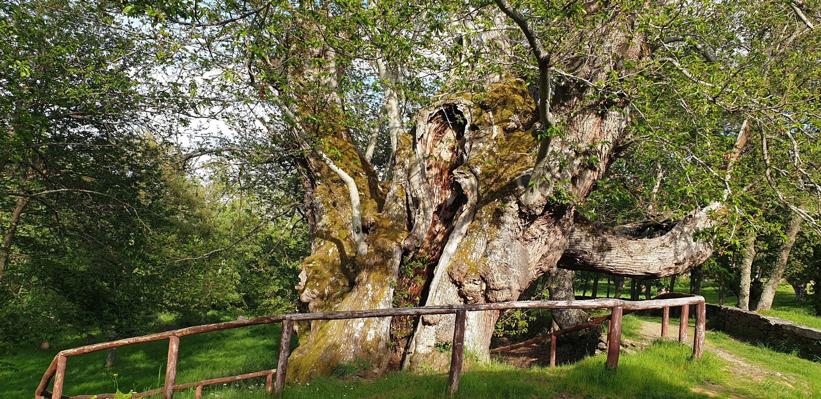 El "Castiñeiro de Pombariños", en Manzaneda, es uno de los más longevos de Galicia.