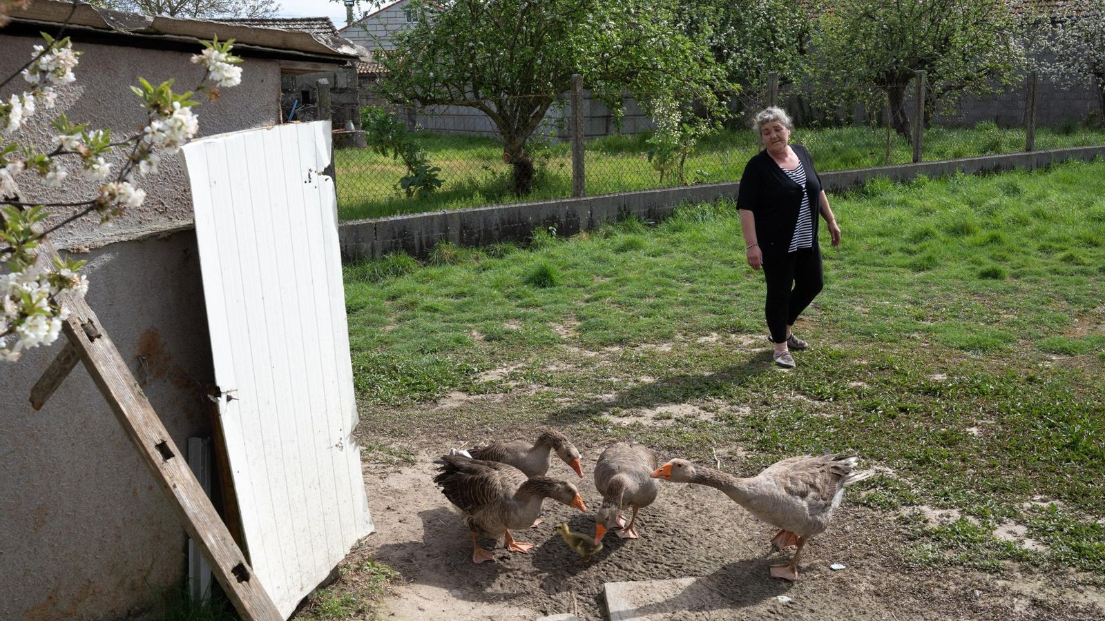 Carmen junto a sus ocas, que disfrutaron de su primer día de libertad ayer.