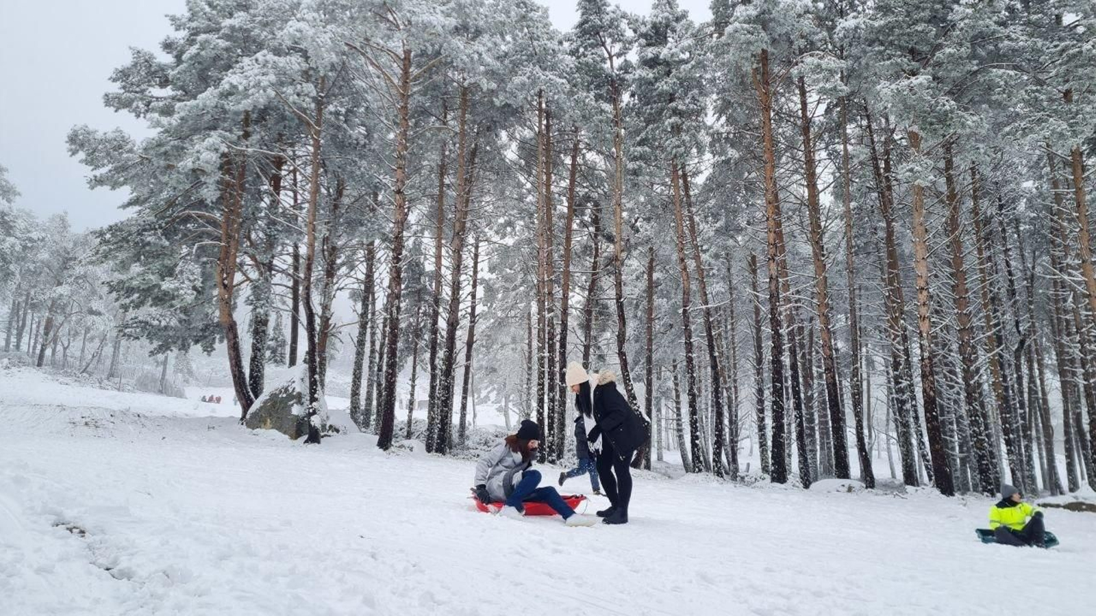 Los trineos han causado furor en Manzaneda esta mañana.