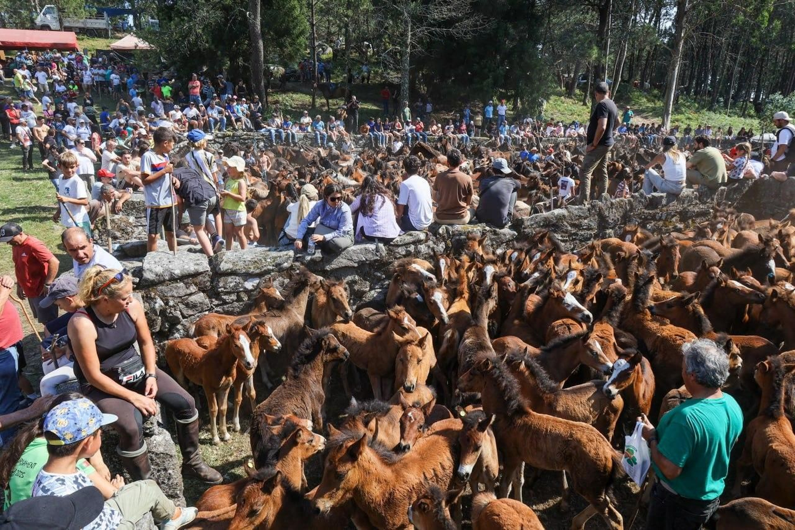 Galería | El curro de Mougás cierra la temporada de la “rapa” en la Serra da Groba