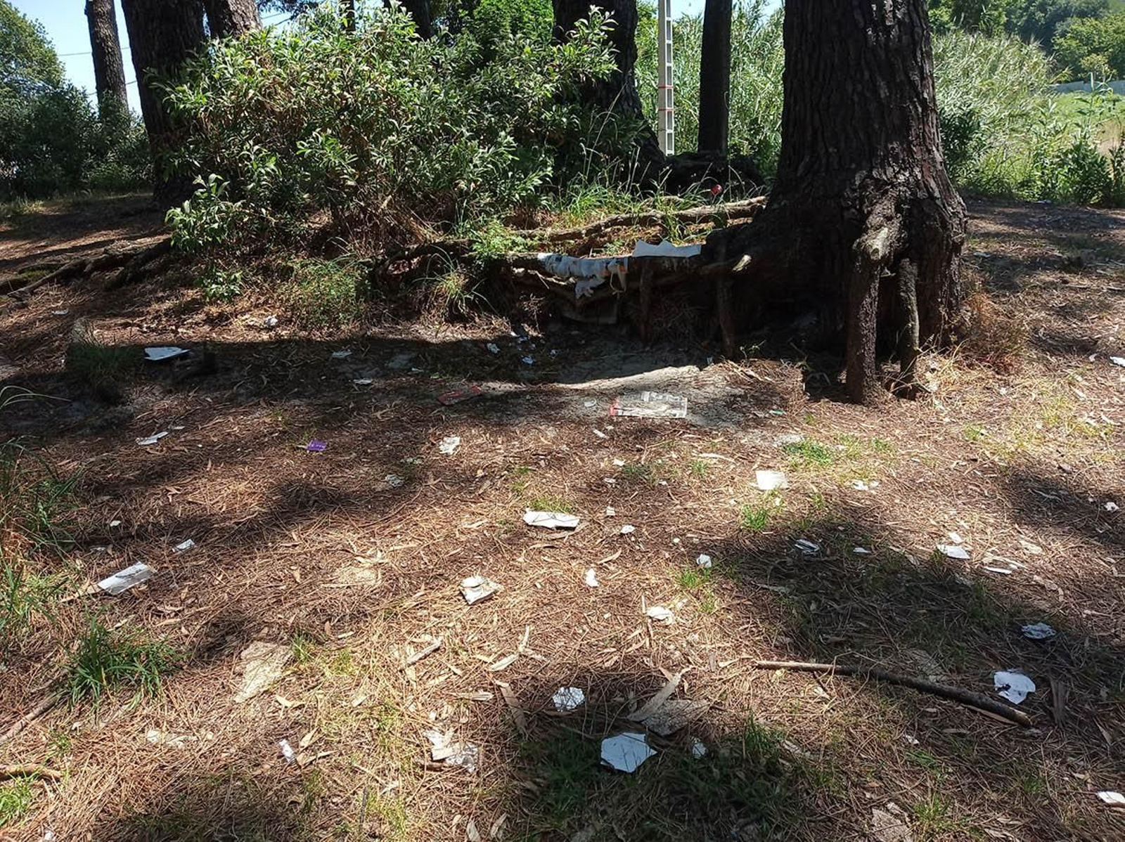 Estado en el que amanece uno de los pinares de Samil tras una noche de “sexo furtivo” y después de casi un año limpio.