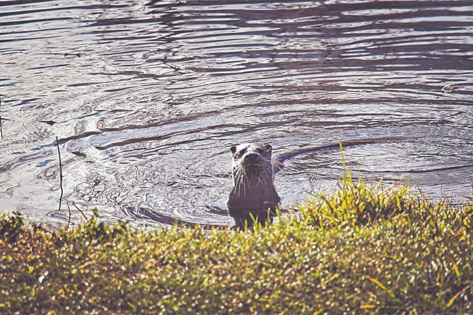 Una nutria posa para la cámara. (Edesio Fernández)