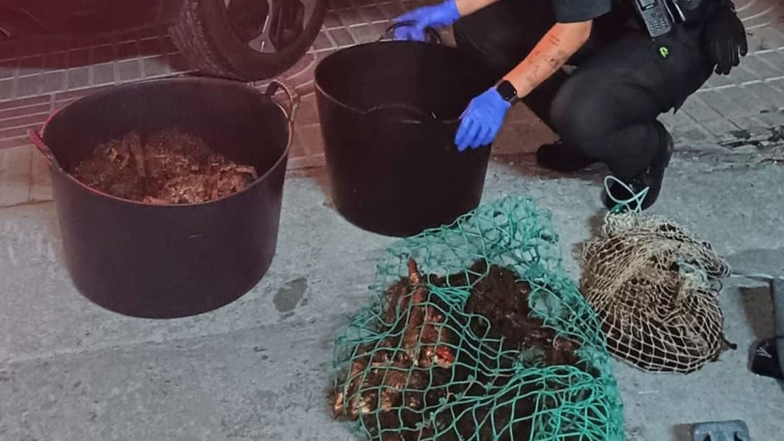 Marisco intervenido en Moaña.