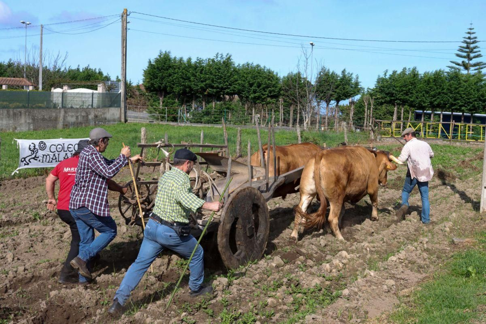 El ‘carro de bois’ hizo una pequeña demostración y después dio paso al tractor para el arado del terreno. Es el momento más emotivo de la fiesta.
