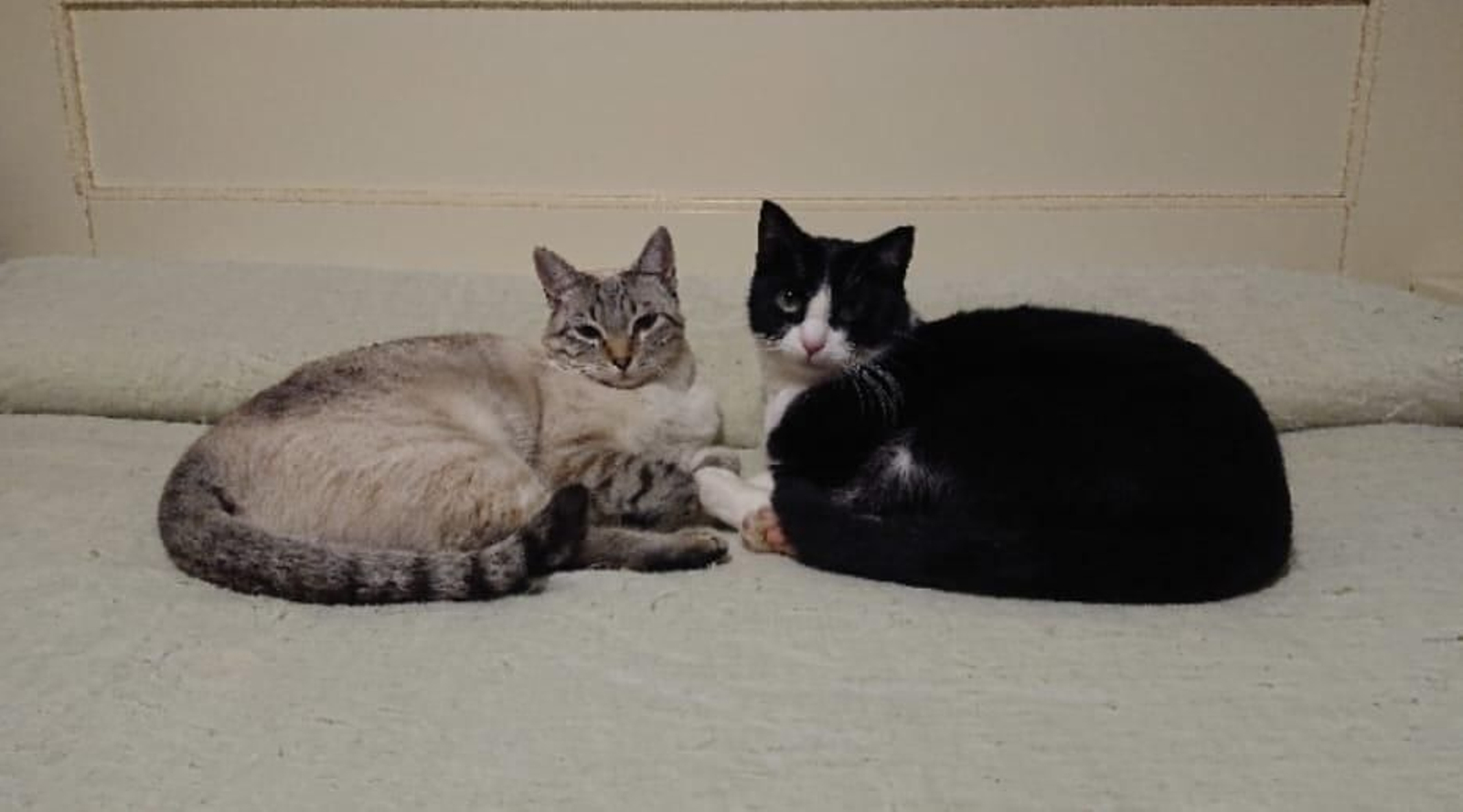 Trixi y Balu