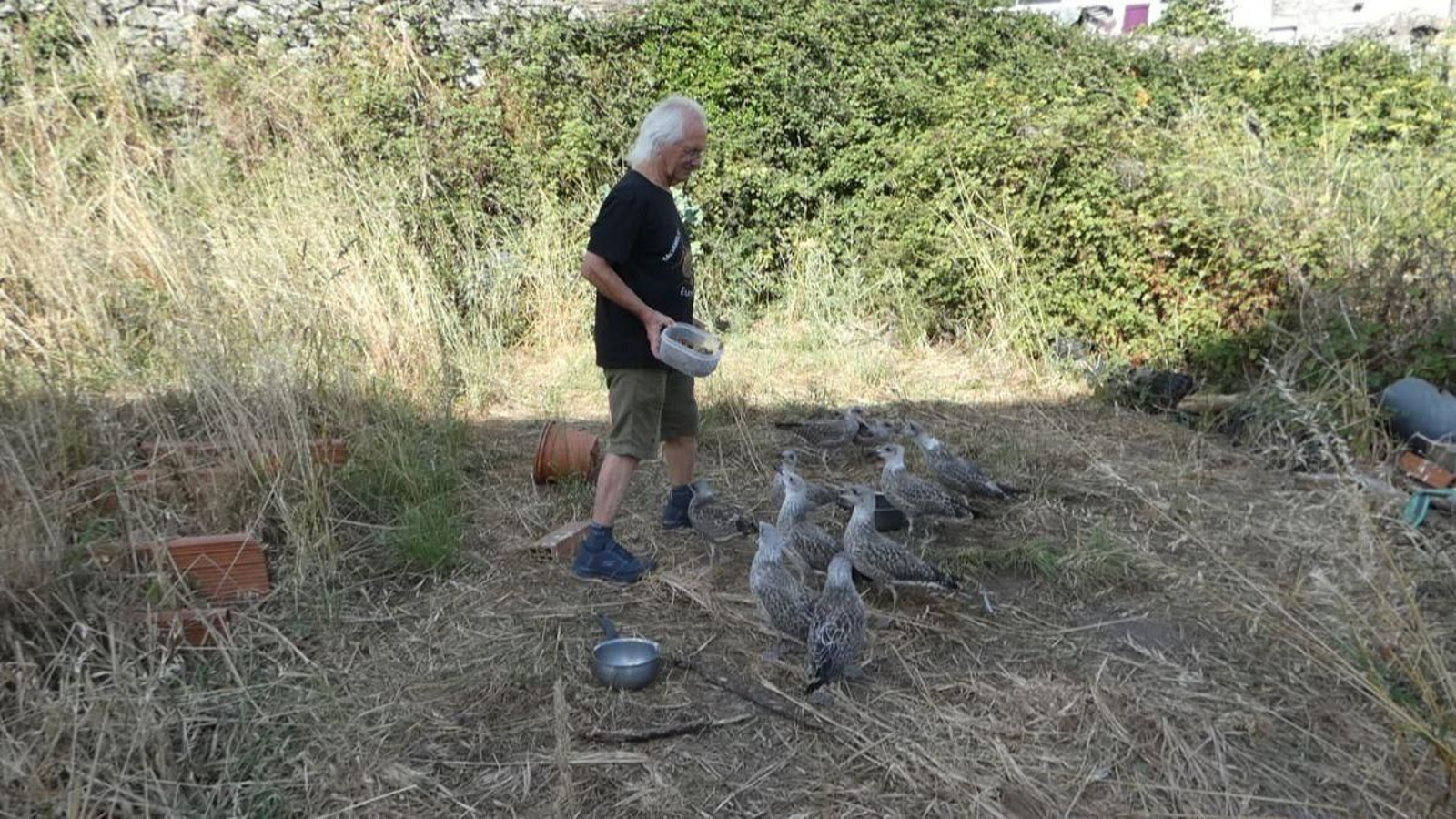 Agustín Ferreira lleva dos veces al día alimento a los pollos que están en esta peculiar guardería.