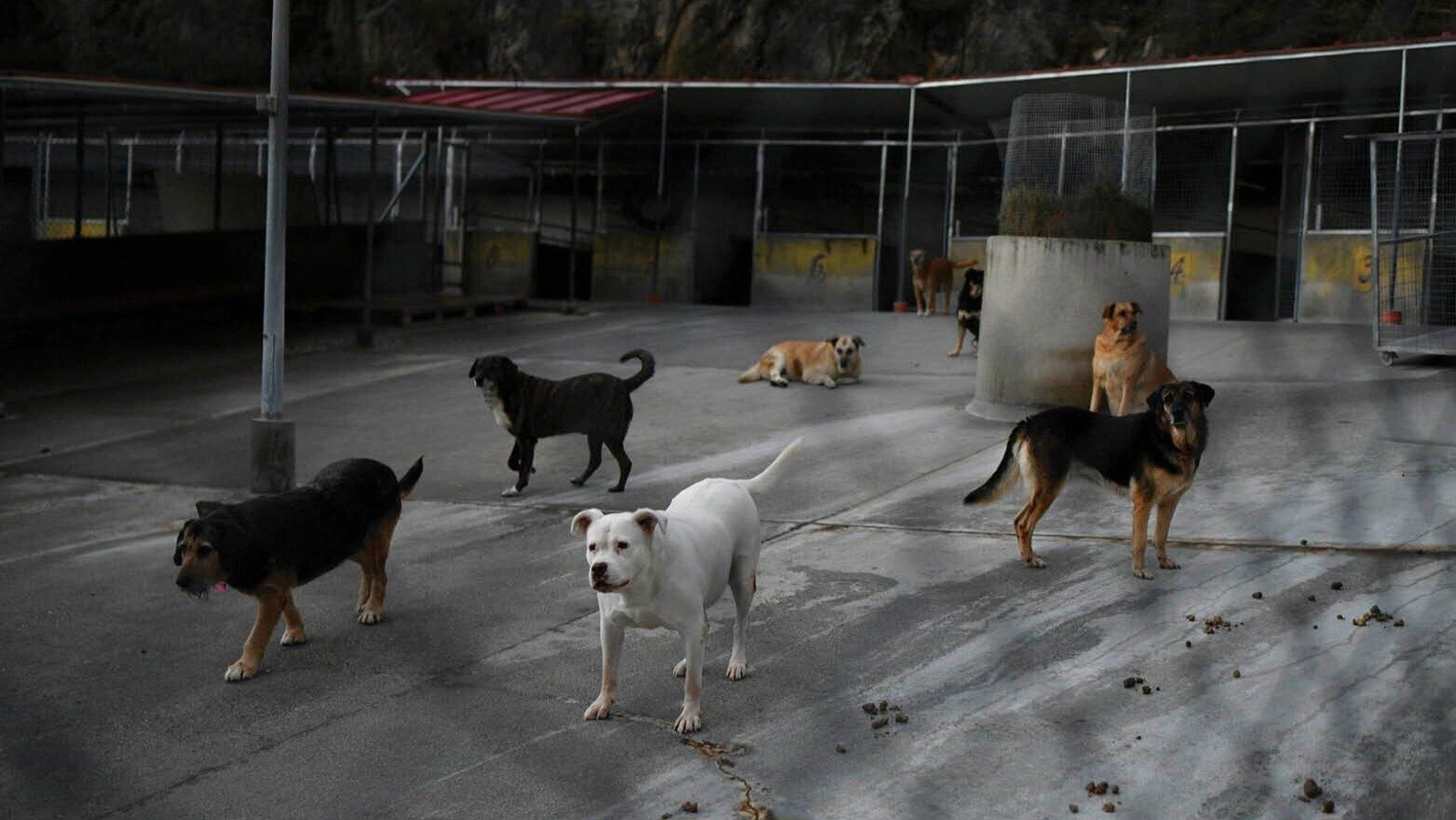 Perros de Progape en Ourense (Foto: Xesús Fariñas).
