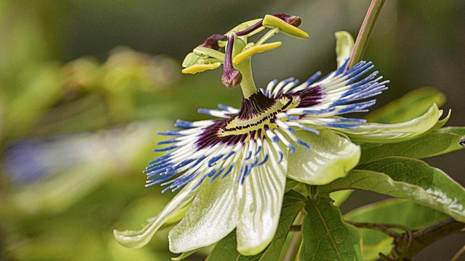 Una imponente y preciosa flor de la pasión.