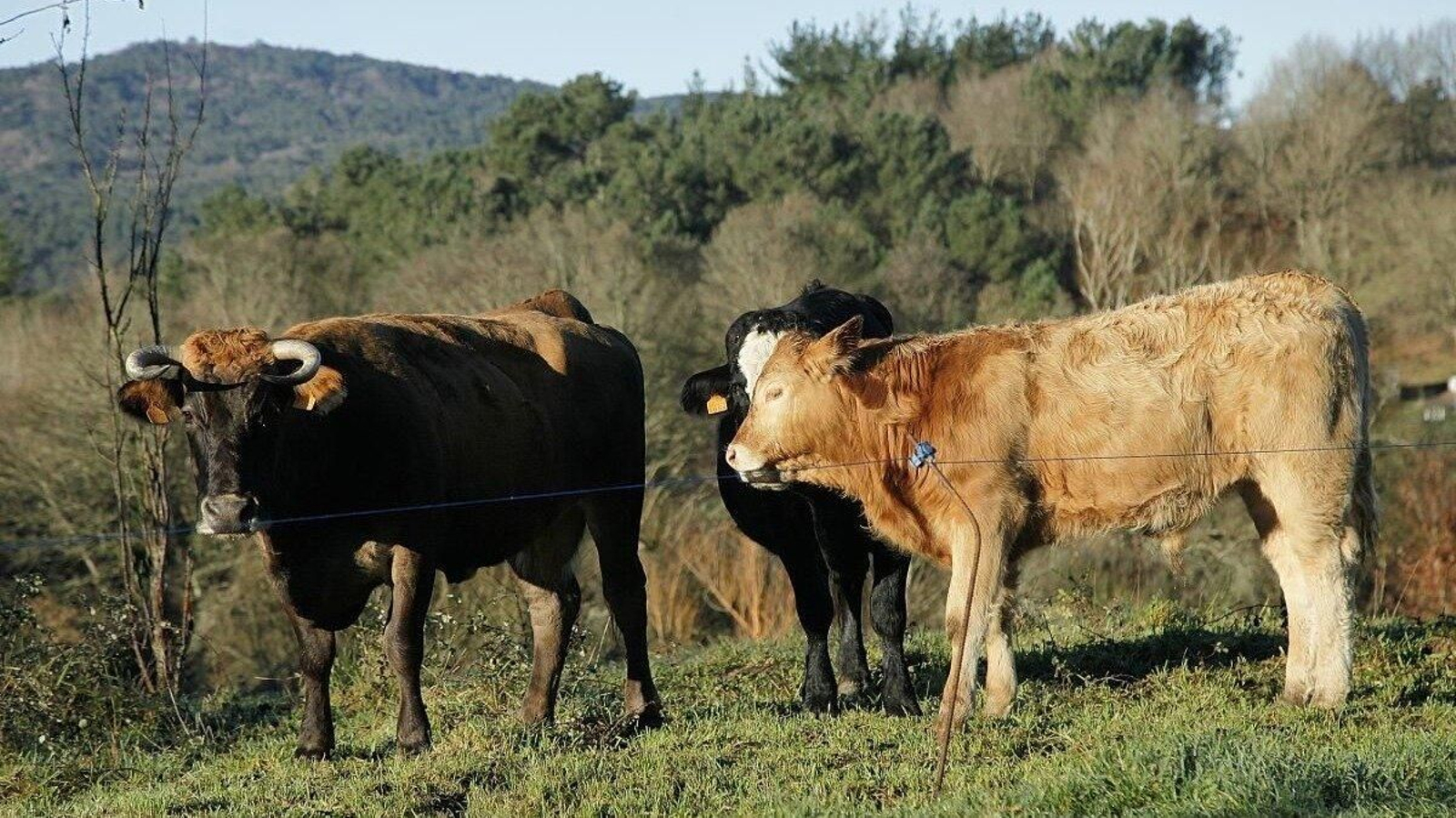 Tres cabezas de ganado bovino en una explotación de A Peroxa.