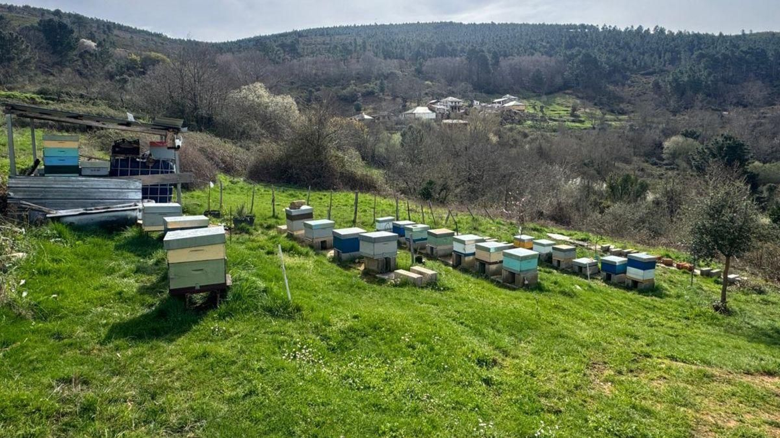 Colmenar de un integrante de la Asociación Valdeorresa de Apicultores.