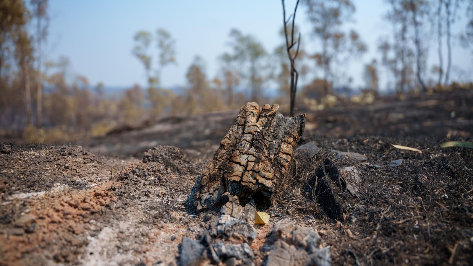 El incendio de Huelva arrasa ya 31.000 hectáreas.
