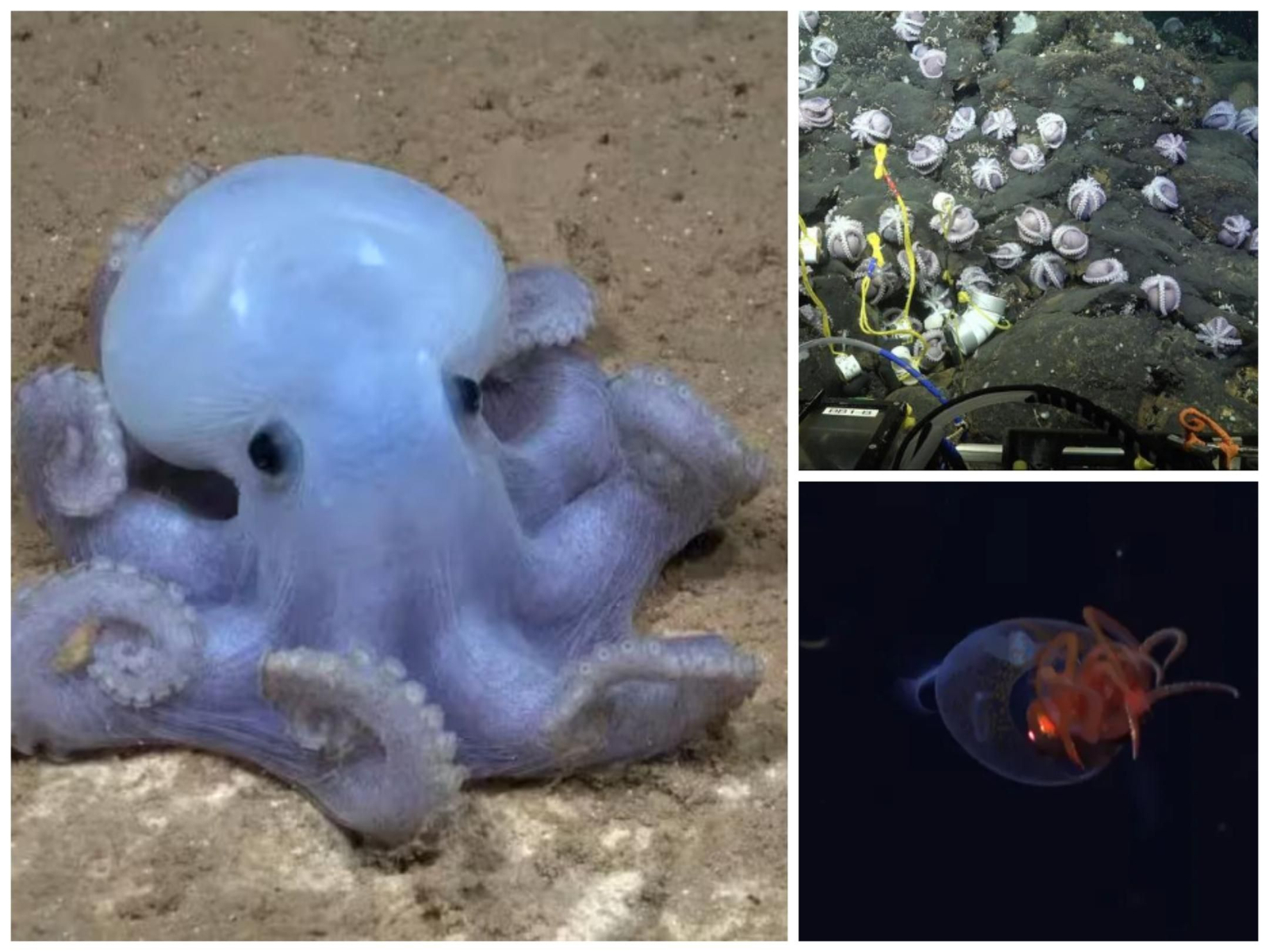 Hallazgos inéditos del cefalópodo fantasma, de nuevas especies de pulpos y del calamar gigante con el equipo del 'Falkor Too', obra de Freire.