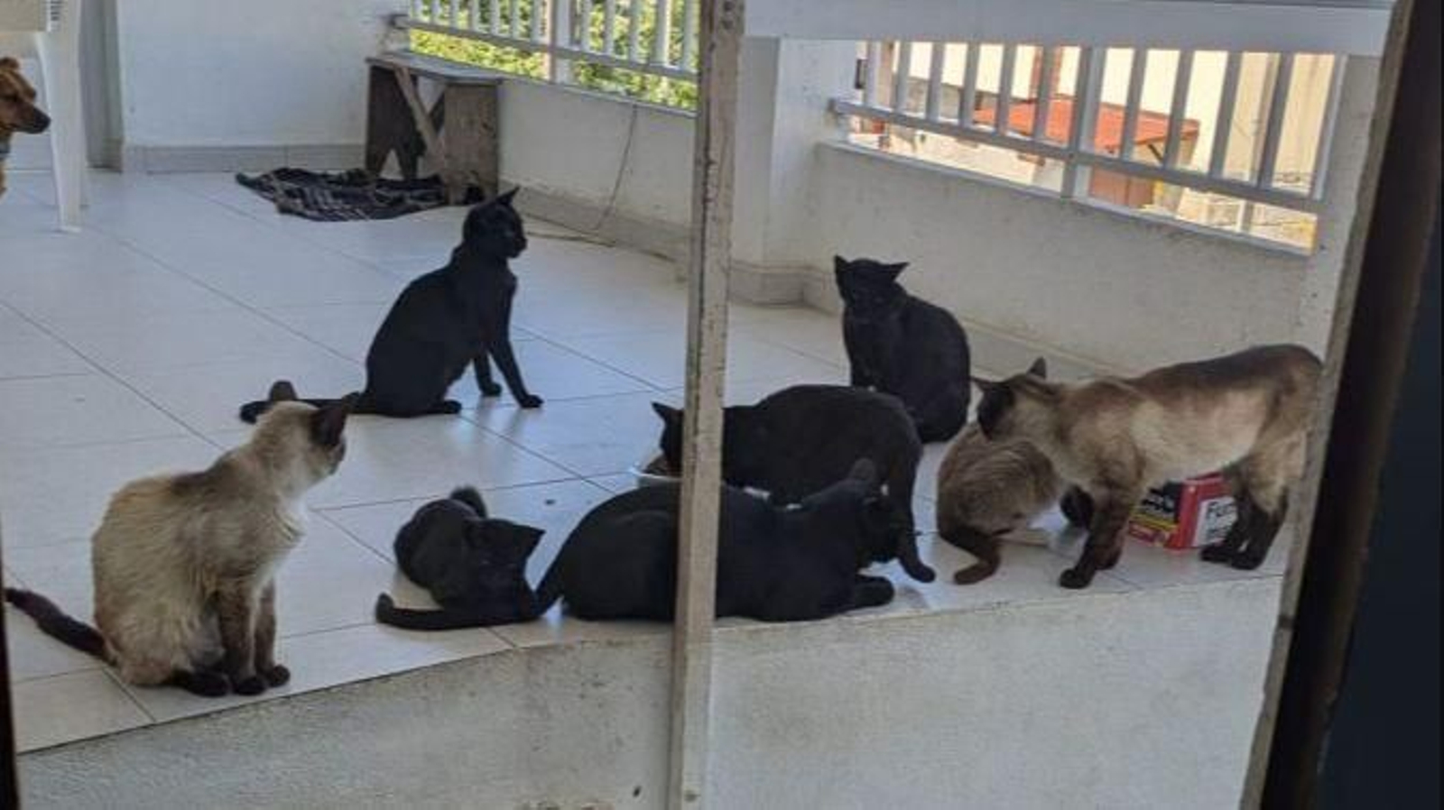 Algunos de los gatos que una vecina de Osmo ha recogido al estar abandonados.